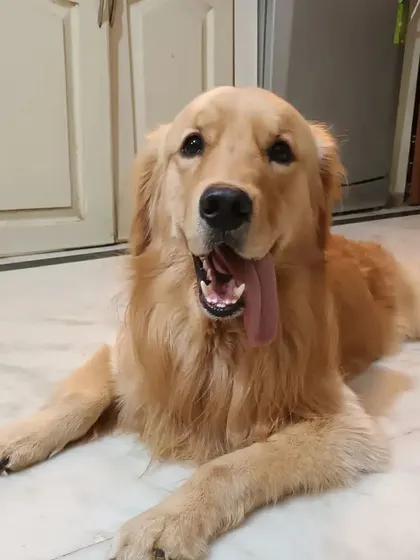 A big happy tongue-out smile from Fluke the Golden Retriever! This is the look of a happy dog after a good round of play.