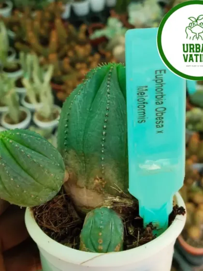 An exotic Euphorbia Obesa x Meloformis, a very interesting and rare succulent.