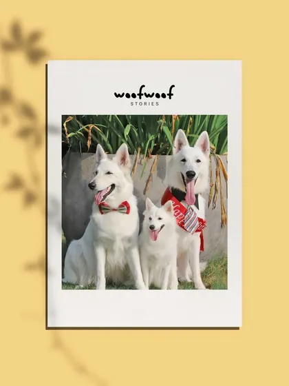 A framed photo showcasing a beautiful family of therapy dogs, perfect for a holiday card.