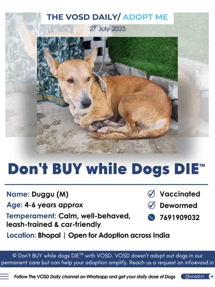 Duggu is a calm, well-behaved adult dog in Bhopal who is leash-trained and car-friendly. We feature dogs of all ages, highlighting their unique qualities to help them find a family.