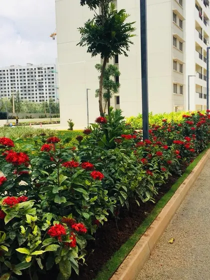 A close-up of a neatly planted hedge of red flowering plants lining a walkway, adding a touch of color and structure to the landscape of a residential complex.