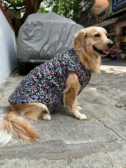 A perfect sit, showing off the tailored fit. My process starts with a detailed consultation to understand the occasion and your pet's personality, which helps me craft the perfect party outfit.