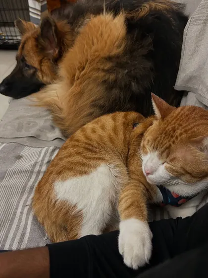 This is what true relaxation looks like. Jarvis the cat feels comfortable enough to nap right next to my German Shepherd, Pumpkin. I carefully manage all interactions to ensure every pet feels secure.