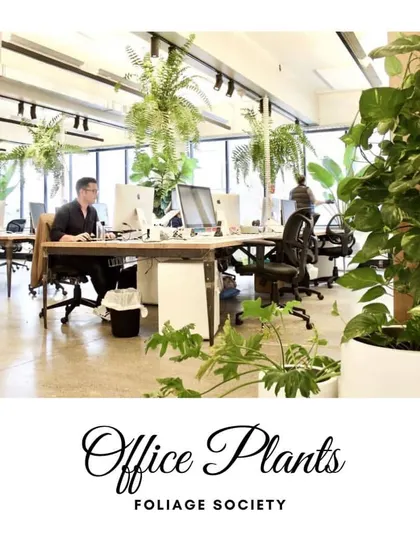 Bringing plants into the office is proven to reduce stress and increase productivity. We provide complete office plant solutions, from design to installation and maintenance, to create a healthier work environment.