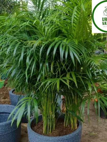 Another beautiful Areca Palm in a pot.