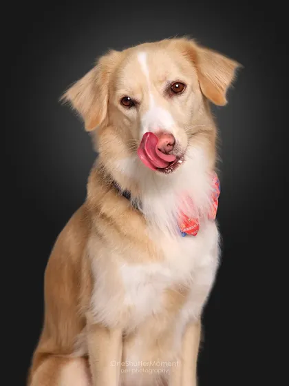 This is Bailey, an indie lab-spitz mix with the most expressive face. A simple studio portrait allows us to capture every detail, from her curious eyes to her unique coat.