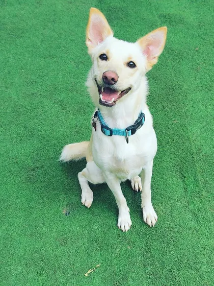 A beautiful white Indie dog sitting patiently, radiating positive energy. We celebrate the beauty and spirit of all dogs, especially our local breeds.
