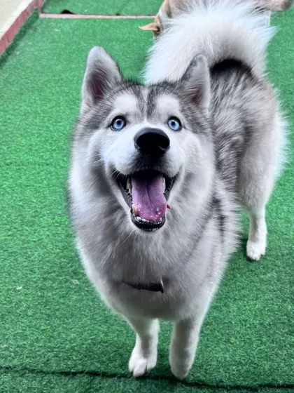 A Siberian Husky with a huge smile. Their energy is infectious, and we have the space for them to run.
