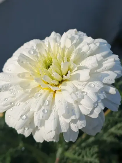 A white winter flower, possibly a Chrysanthemum, with dew.