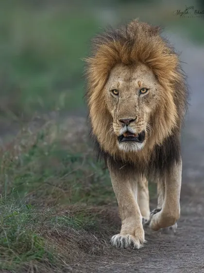 When a subject walks towards you, get low. Our modified vehicles in Masai Mara allow for this unique perspective. I composed this shot of a majestic lion vertically to enhance its impact, and my Sony Alpha 1 delivered flawless eye contact.