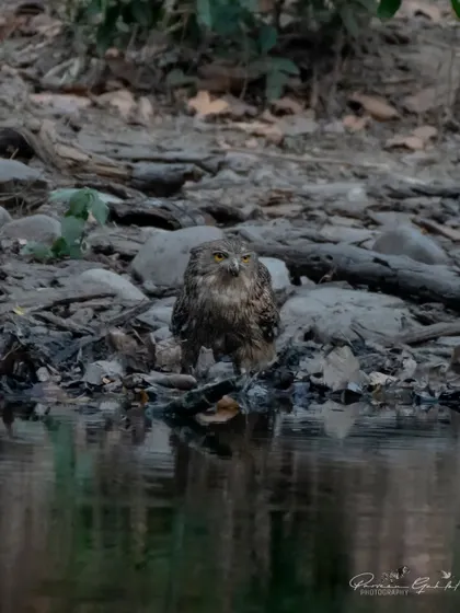 A Brown Fish Owl at the edge of a stream in Rajaji National Park, its reflection visible in the water.