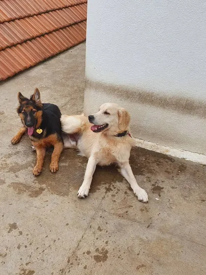 A German Shepherd and a golden retriever resting together. This shows the deep bonds that can form between dogs in a stable pack environment.