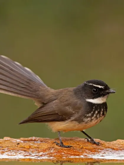 The White-browed Fantail in a more relaxed pose, its long, fanned tail still a prominent feature.