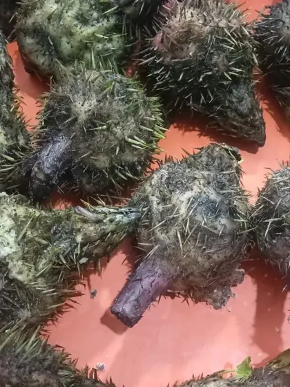 Another view of the spiky foraged vegetable. The availability of such items is very limited and depends on the season.