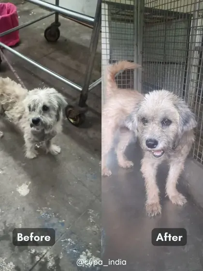 Before and after. After a month of medicated baths, nutrition, and care, her coat has grown back and her friendly personality has emerged.