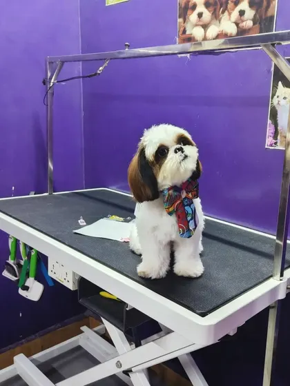 A handsome Shih Tzu posing proudly on the grooming table after his haircut.