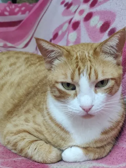 Hungry, a handsome ginger and white cat, looking very relaxed and a little sleepy.