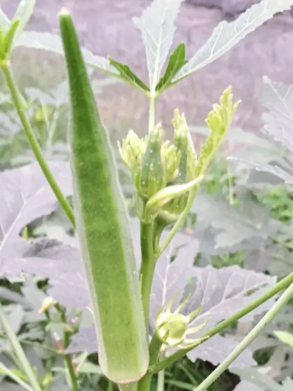 A young ladyfinger developing on the plant. I guide my clients on when is the perfect time to harvest for the best taste and texture.