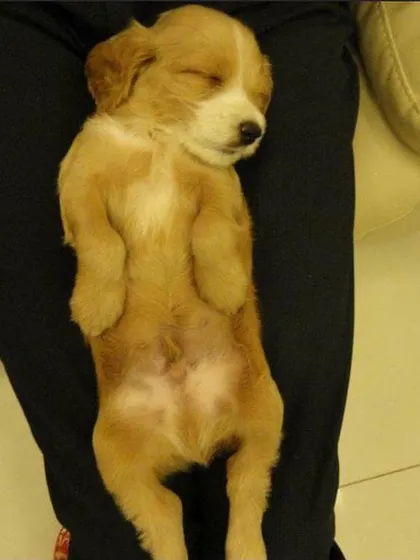 A throwback to Roober as a puppy, sleeping so soundly.