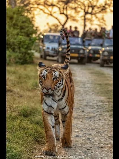 A tigress walks confidently down a jungle path, with a line of safari jeeps in the background. This image shows the immense draw of these magnificent animals and the responsible way we observe them on tour.