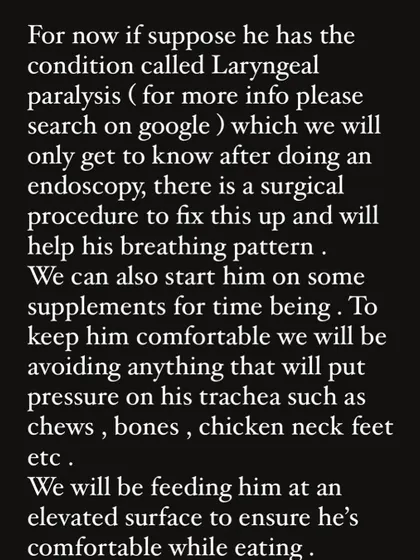 An informational slide explaining Laryngeal Paralysis and the steps we would take to manage it for Buddy.