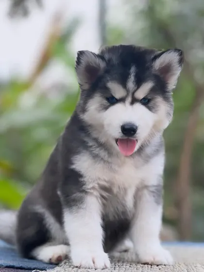 This pup has a slightly darker mask, giving him a very intense and intelligent look. His coat is thick and his body is strong.