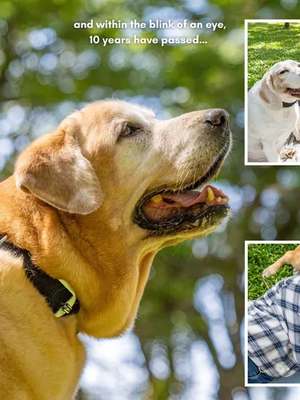 A collage from Bruno's 10th birthday shoot, reflecting on how quickly time passes with our beloved pets.