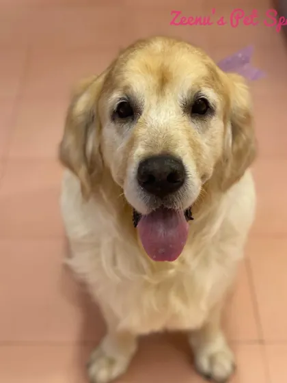 Mojo the Golden Retriever looking right at the camera, happy and clean. A happy dog is the goal of every grooming session.