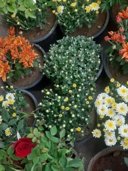 A selection of colorful Chrysanthemums (*Guldavari*) and other seasonal flowers. These are perfect for adding a burst of color to your garden in the cooler months.