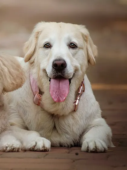 A close-up of Ruby's happy, smiling face.