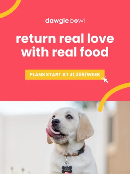 Return real love with real food. This happy Labrador puppy is a perfect picture of health and joy, ready to thrive on our natural, balanced recipes. Plans start at just ₹1,399 per week.
