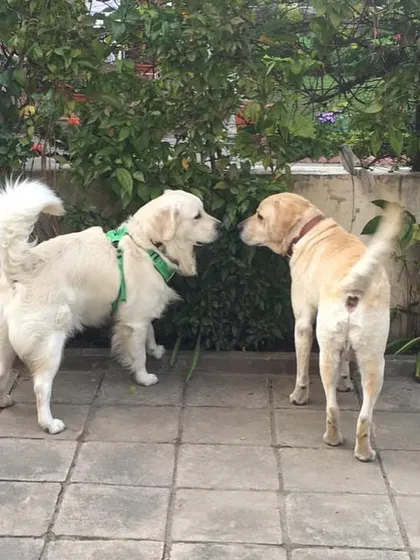 This road trip was the final push I needed to leave my corporate job and pursue my passion for dog training full-time. It changed my perspective and solidified my commitment to helping people and their dogs live better lives together.