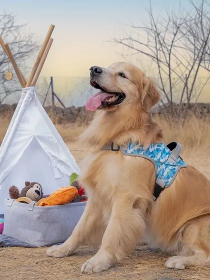 Archie poses next to a mini tent setup during our outdoor shoot, looking like a true adventurer.