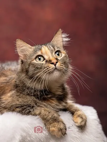 The same cat, now looking sweet and curious. It's amazing how quickly they can switch from fierce to fluffy.