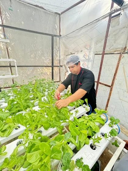 How many caterers do you know that are aiming towards sustainability? Here, one of our chefs is harvesting fresh greens directly from our in-house hydroponic setup.