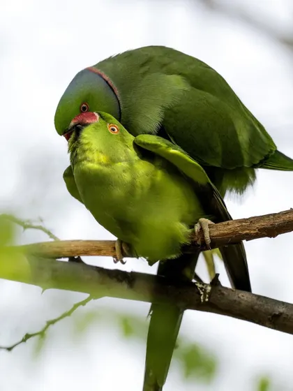 A pair of parakeets during a moment of courtship. Capturing these intimate behaviors requires patience and a quiet approach.