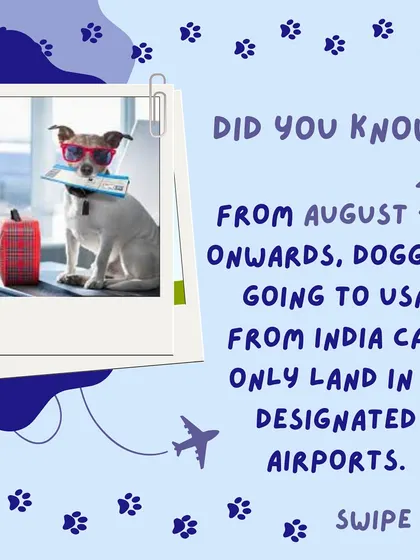 Important update for pet travel to the USA. From August 1st onwards, dogs arriving from India can only land at 6 designated airports. We stay on top of all regulation changes to ensure your plans are not disrupted.
