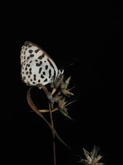 A Common Pierrot butterfly at night. The stark black background makes its white, spotted wings stand out dramatically. This is a simple yet powerful image celebrating the beauty of insects.