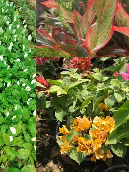 This collage shows a sample of the flowering and foliage plants I offer, including Peace Lilies, Aglaonema, and Bougainvillea.