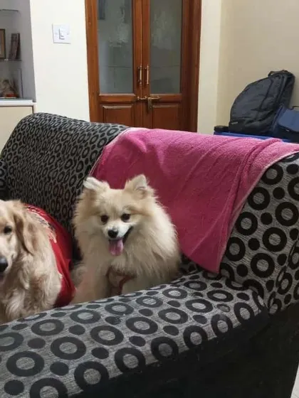 Cookie the Spitz and Tara the Golden Retriever sharing the couch. It's always lovely to see old friends reunite at our place.