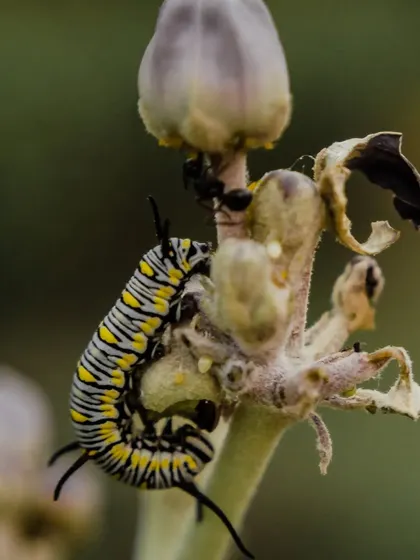 Another angle of the caterpillar, showing its vibrant stripes and the ant sharing the same plant.