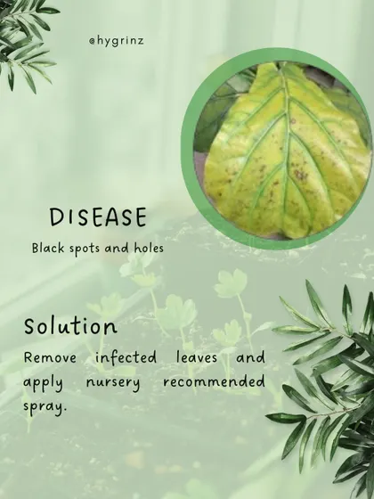 Black spots and holes on leaves are common signs of a plant disease. The best course of action is to remove the infected leaves immediately and apply a nursery-recommended spray.