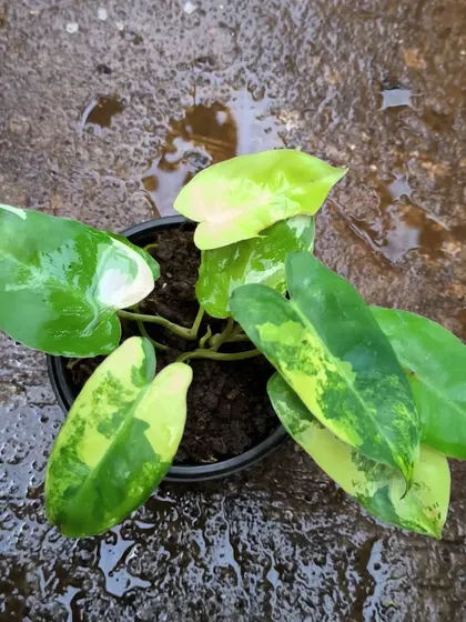The painterly splashes of yellow and cream on this variegated Philodendron Burle Marx make every leaf a unique piece of art.