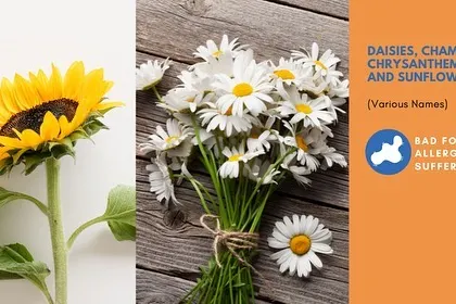Many common flowers like Daisies, Chrysanthemums (Guldavari), and Sunflowers can be bad for people with pollen allergies. It's good to be aware of this when planting your garden.