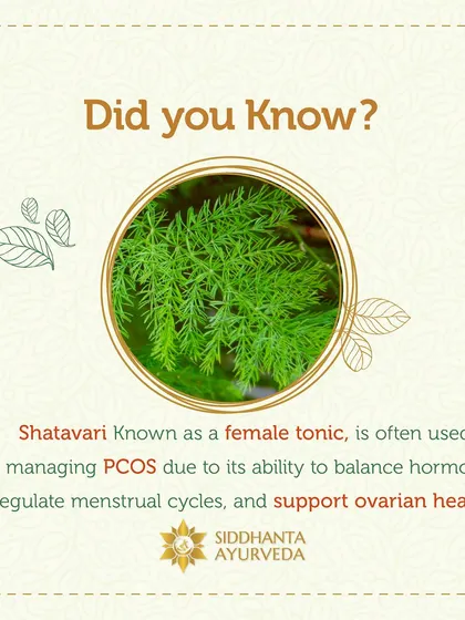 Did you know that Shatavari is a powerful ally in women's health? I frequently use this herb, known as a female tonic, in my PCOS treatments for its ability to help balance hormones, regulate menstrual cycles, and support overall ovarian health.
