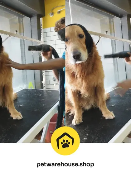 This Golden Retriever is getting a full blow-dry service. Using a Happy Hoodie helps keep them calm and comfortable, which is part of our commitment to a stress-free grooming environment for every pet.