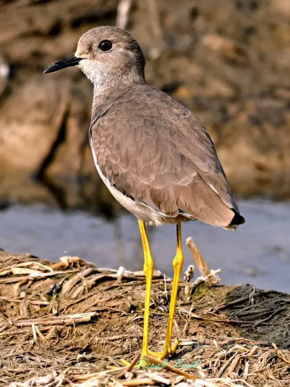 A White-tailed Lapwing stands watchfully in a marshy field. Its bright yellow legs are a stark contrast to the muddy ground. These birds are always alert, and their sharp calls often signal the presence of an intruder.