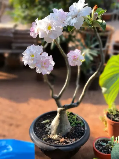 A delicate Adenium bonsai with beautiful multi-layered white flowers. This plant shows the softer side of the typically robust Desert Rose.