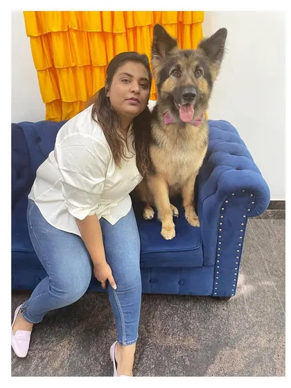 Bubbles the German Shepherd looking majestic on the blue sofa. A de-shedding treatment is key to managing their thick double coat.