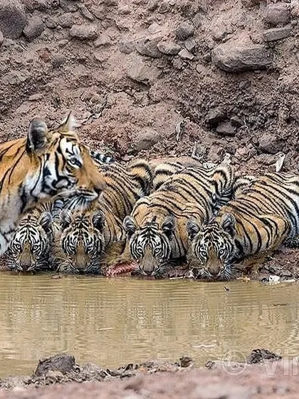 During the sacred days of Navratri, I was fortunate to witness this sight of nine pairs of tiger eyes. It instantly reminded me of Maa Durga and her nine divine forms worshipped during the puja. This is a perfect example of how the jungle speaks to our culture, a connection I explore in my writing and talks.